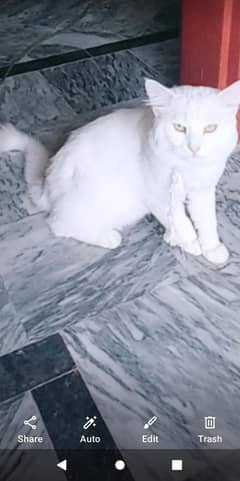 white persion male cat  masded eyes
