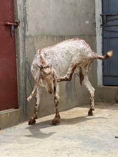 Pure White Big Size Makkhi Cheeni Female