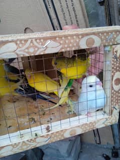 Budgies parrot