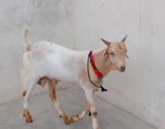 Bakra for seal Tota puri top quality Male mashallha