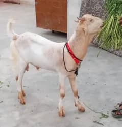 Bakra for seal Tota puri top quality Male mashallha