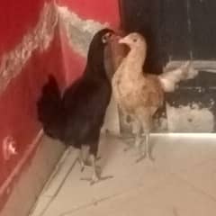 desi pure desi