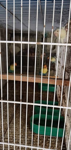 Lovebirds with 8 portion cage