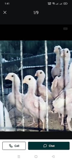 Heera aseel chicks