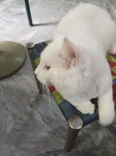 3 cord face  persian cat baby