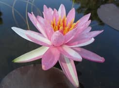 water lily imported mature plants