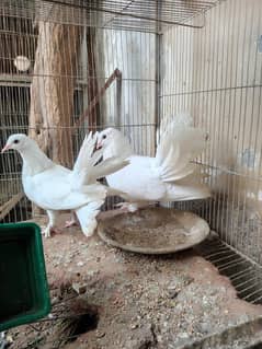 lakha
