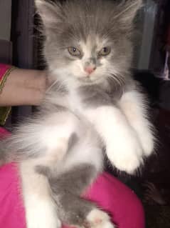 4 kittens for sale
