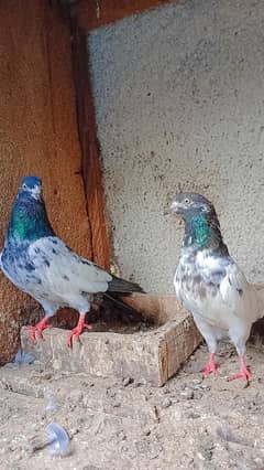 4 breeder pair