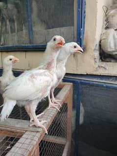 aseel heera breed father and mother pix attached