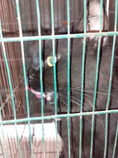 black Persian ready for breading 2 sall ka ha