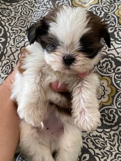 shitzu puppy miniature