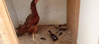 hen