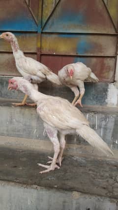 Heera