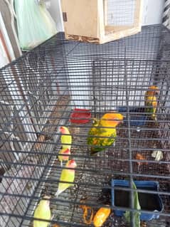 sunconure-0324-6142516