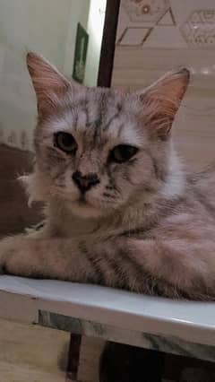 cat for sale