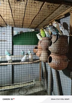 Australian parrots
