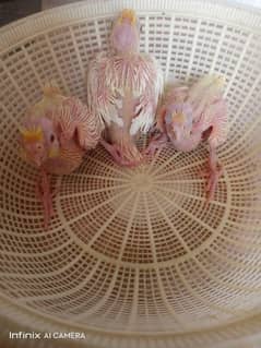 cocktail chiks