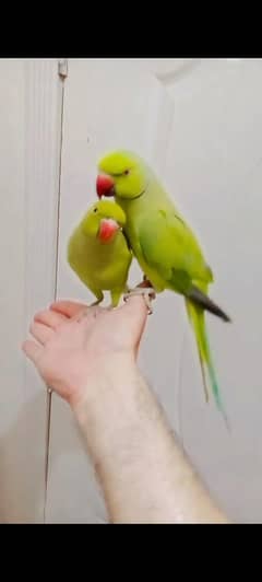 03435131048 Green ringneck parrots handtame pair