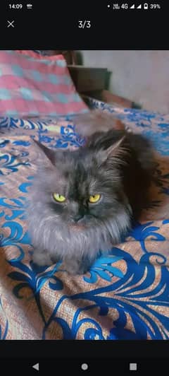 cat pair available 3reeple coted long hairs