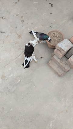 pigeon
