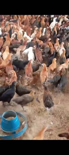 golden misiri hens for sale