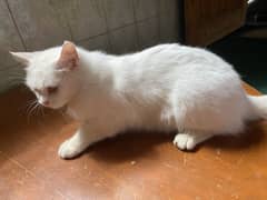 Persian cat for sale