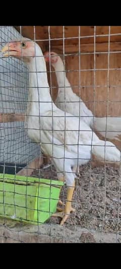 Full Setup For Sell 2 heavy angle cages 1 pair Shamo 2 pair Heera