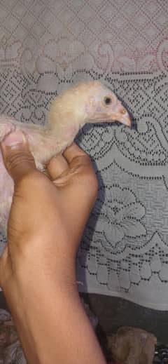 aseel sindhi murga
