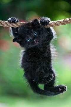 A beautiful  pretty much lovely kitten for sale