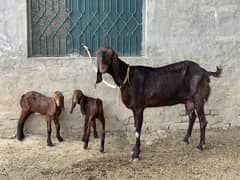 Bakri for sale