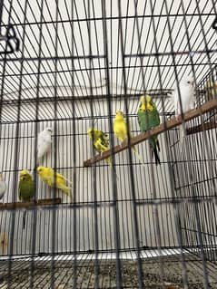 Hogoromo budgies available
