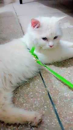 Persian