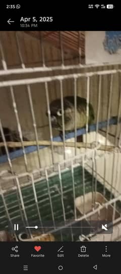 bird for sale