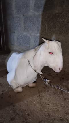 gulabi