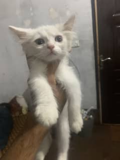 Persian