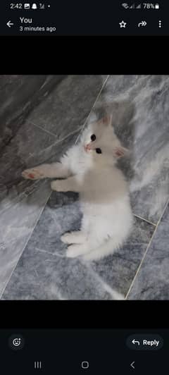 kitty
