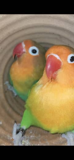 Fisher parrot