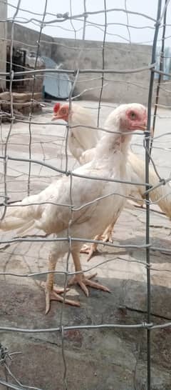Paper white aseel pair
