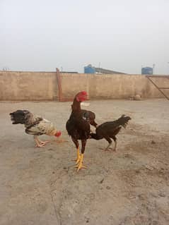 aseel chicks