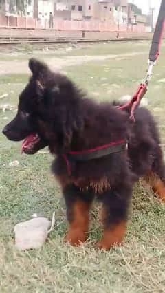 German shepherd puppies long coat my WhatsApp number 03001868066