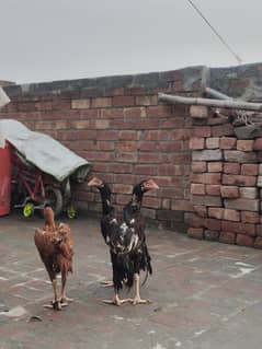 Aseel bird For sale mianwali bread and kamaliya bread