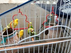 budgie good