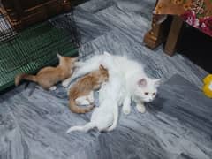 Persian cat kids five kittens age 1 month