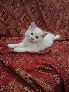 White Persian kitten available for sale