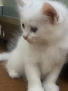 persian kittens home breed 0346 4200797