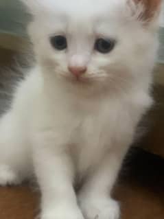 Persian kitten | sami punch  | doll face | punch face | tripple coated