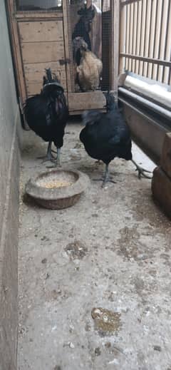 Ayam Cemani Grey Tongue Extreme quality pair available for sale