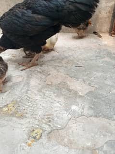 Murgi Thai ki ha or chicks begum ha 2 male or 4female 2 chicks aseel h