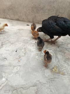 Murgi Thai ki ha or chicks begum ha 2 male or 4female 2 chicks aseel h